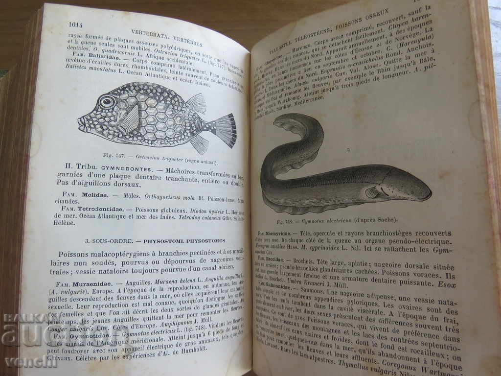 1889 - ZOOLOGY - PARIS - FRENCH - 6 1889 - ZOOLOGY - PARIS - FRENCH - 6
