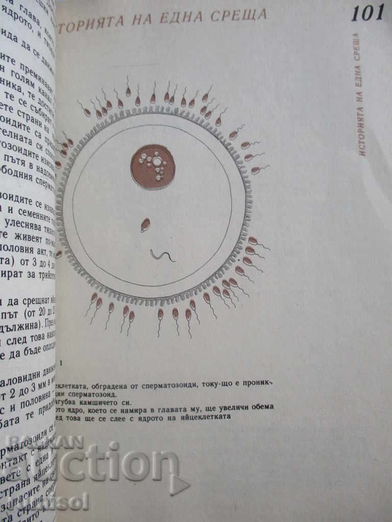 Auction I'm expecting a child - Laurence Pernoud Auction I'm expecting a child - Laurence Pernoud