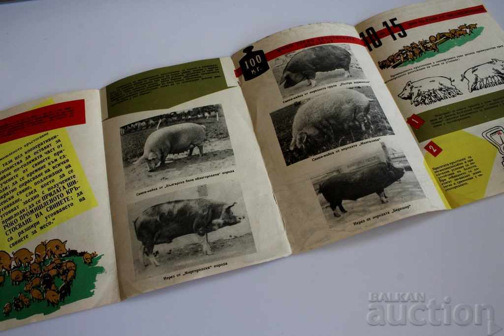 PIG BREEDERS PIG INDUSTRIAL CROSSING BROCHURE PIG BREEDING with price 25.00 BGN | € 12.78