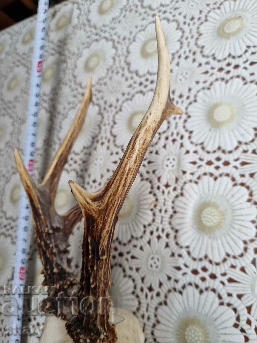 Trophy. Corni. cu preț 25.00 BGN | € 12.78 Trophy. Corni. cu preț 25.00 BGN | € 12.78