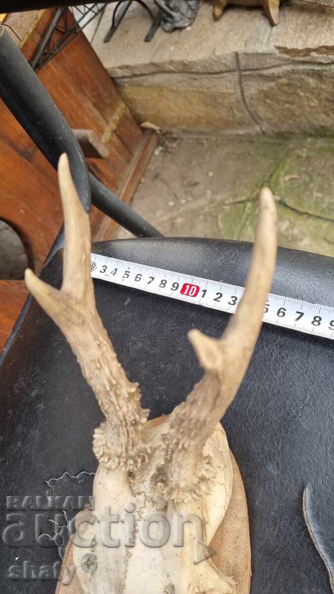 Trophy. Antlers with price € 20.00 | 39.12 BGN