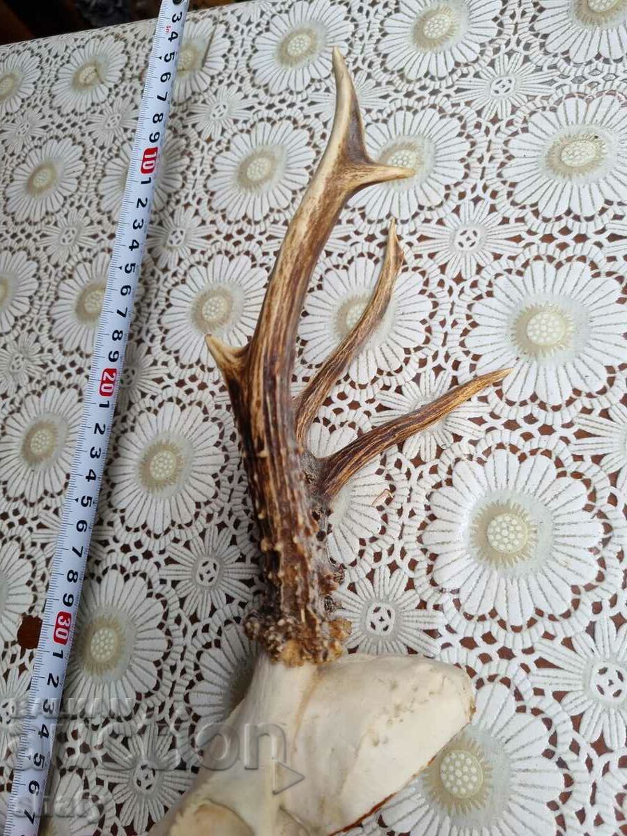 Licitație Trophy. Corni. Licitație Trophy. Corni.