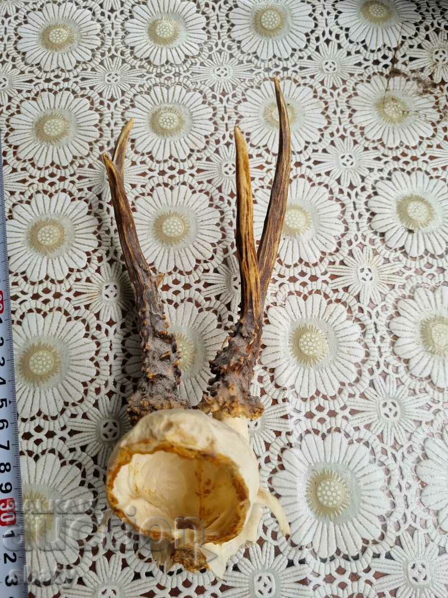 Trophy. Corni. - 5 Trophy. Corni. - 5