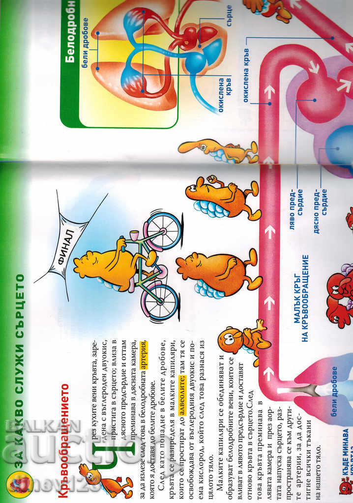 Auction A JOURNEY THROUGH THE HUMAN BODY - HEART Auction A JOURNEY THROUGH THE HUMAN BODY - HEART