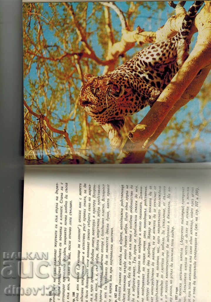 Auction  THEY BELONG TO EVERYONE - BERNHARD GJIMEK