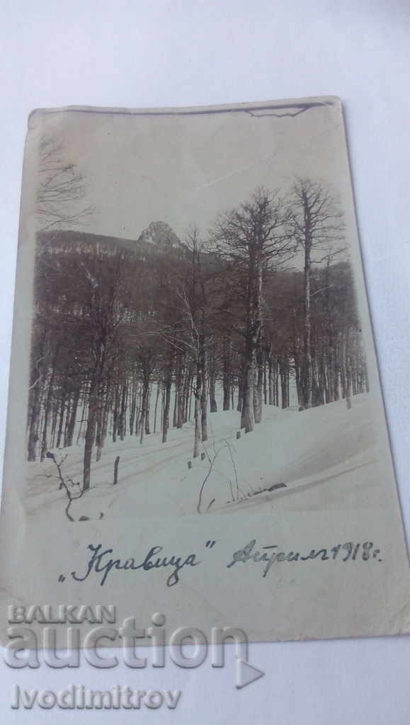Carte poștală Zona Kravitsa, aprilie 1918
