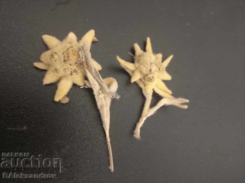 EDELVAYS with price 15.00 BGN | € 7.67