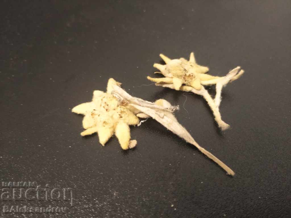 Delivery of EDELVAYS