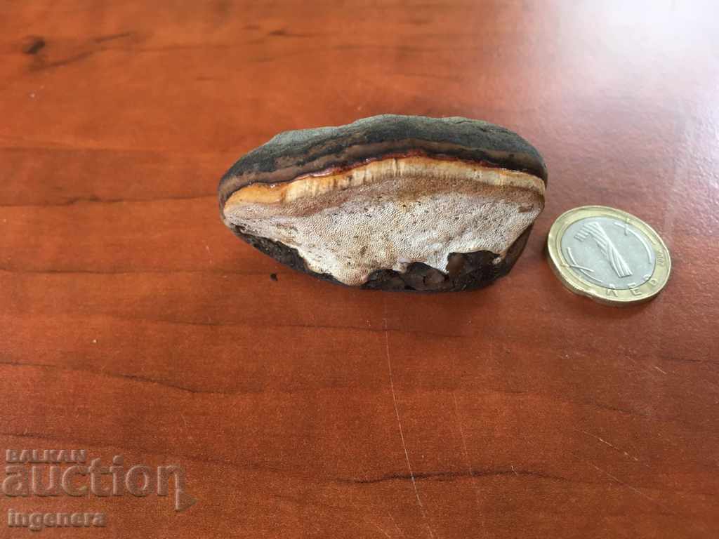 ΜΑΓΝΗΤΙΚΟ ΦΥΣΙΚΟ ΞΥΛΙΝΟ ΣΦΟΥΓΓΑ ΜΟΝΑΔΙΚΟ - 5 ΜΑΓΝΗΤΙΚΟ ΦΥΣΙΚΟ ΞΥΛΙΝΟ ΣΦΟΥΓΓΑ ΜΟΝΑΔΙΚΟ - 5