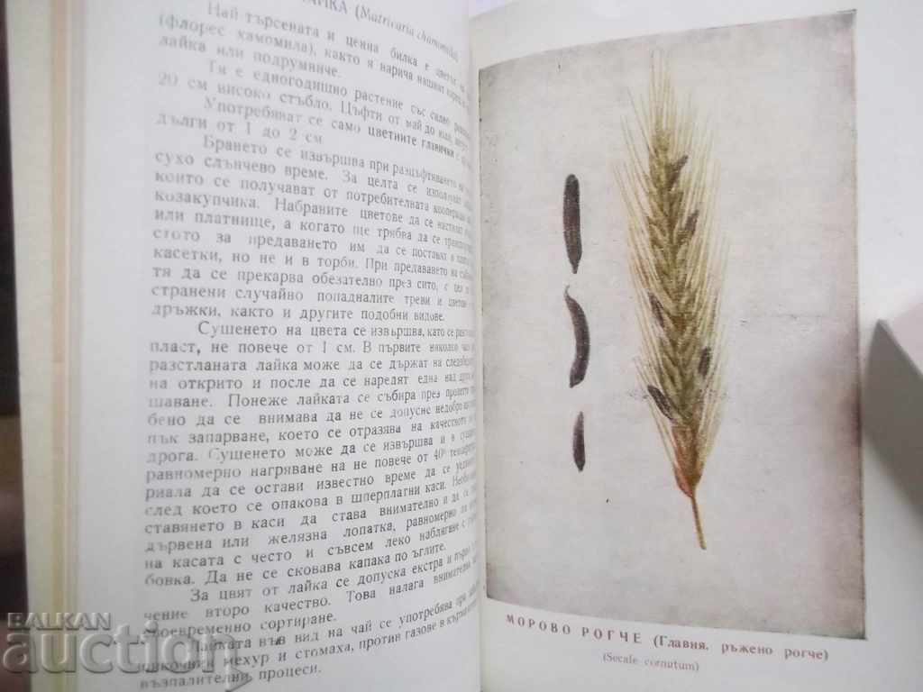 Bulgarian herb Herbs. Mushrooms - 5