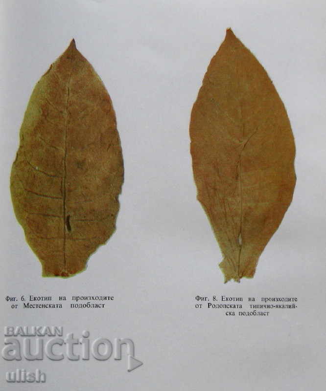 Δημοπρασία Ανατολικός καπνός στη Βουλγαρία, Άγγελος Τιμόφ, 1974 Δημοπρασία Ανατολικός καπνός στη Βουλγαρία, Άγγελος Τιμόφ, 1974