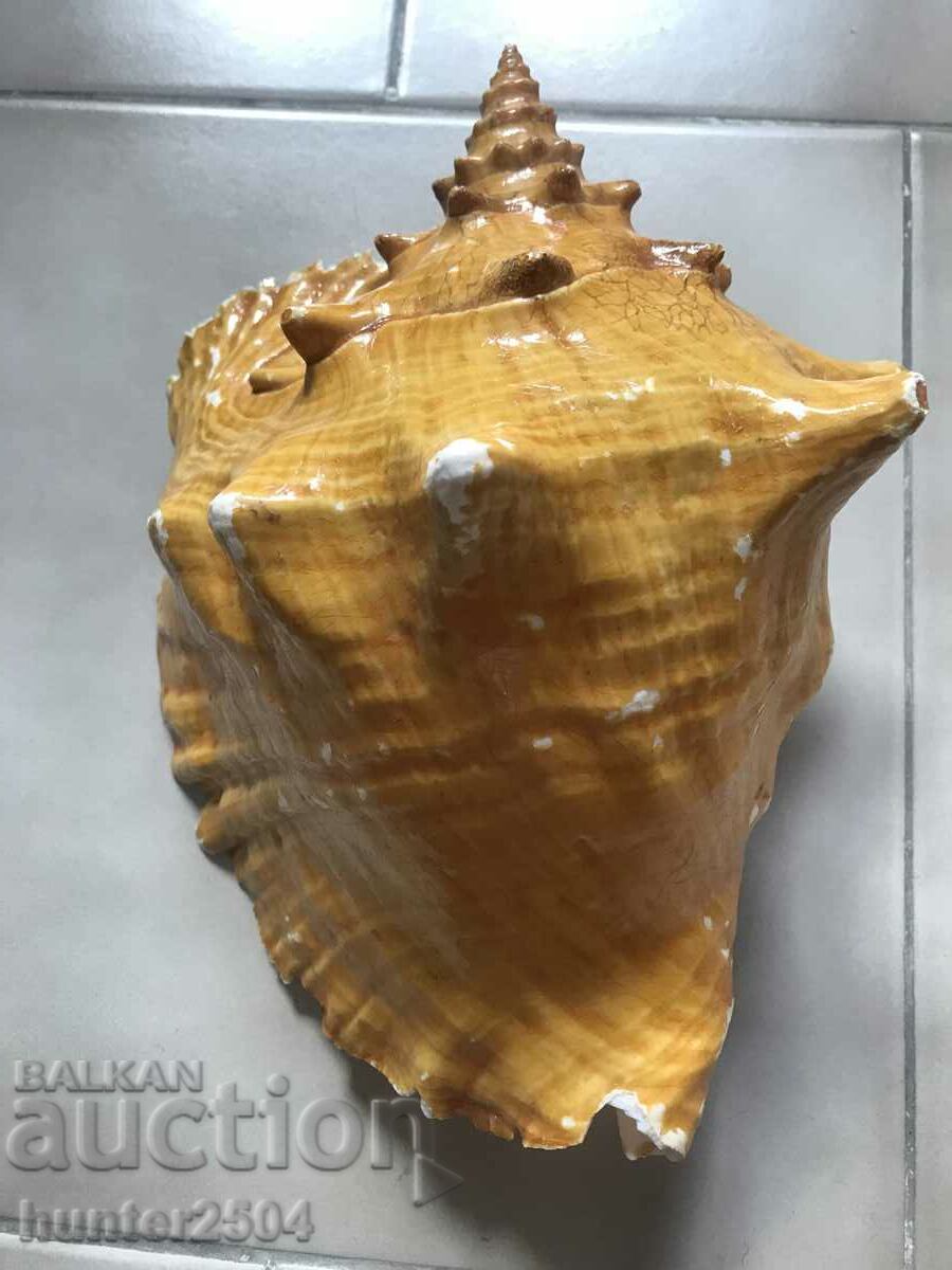 Rapan, snail, For collection, aquarium, terrarium .. with price 14.95 BGN | € 7.64 Rapan, snail, For collection, aquarium, terrarium .. with price 14.95 BGN | € 7.64