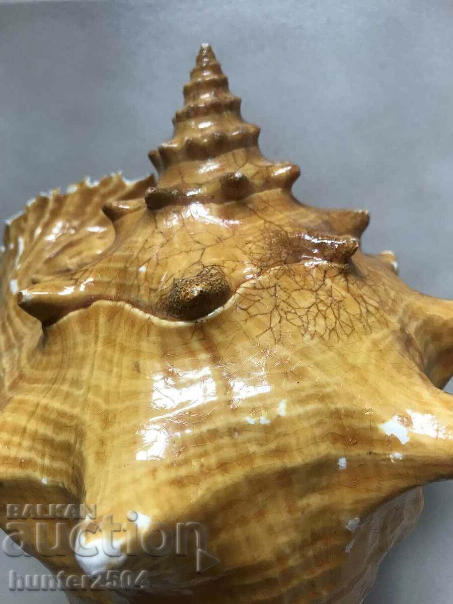 Auction Rapan, snail, For collection, aquarium, terrarium .. Auction Rapan, snail, For collection, aquarium, terrarium ..