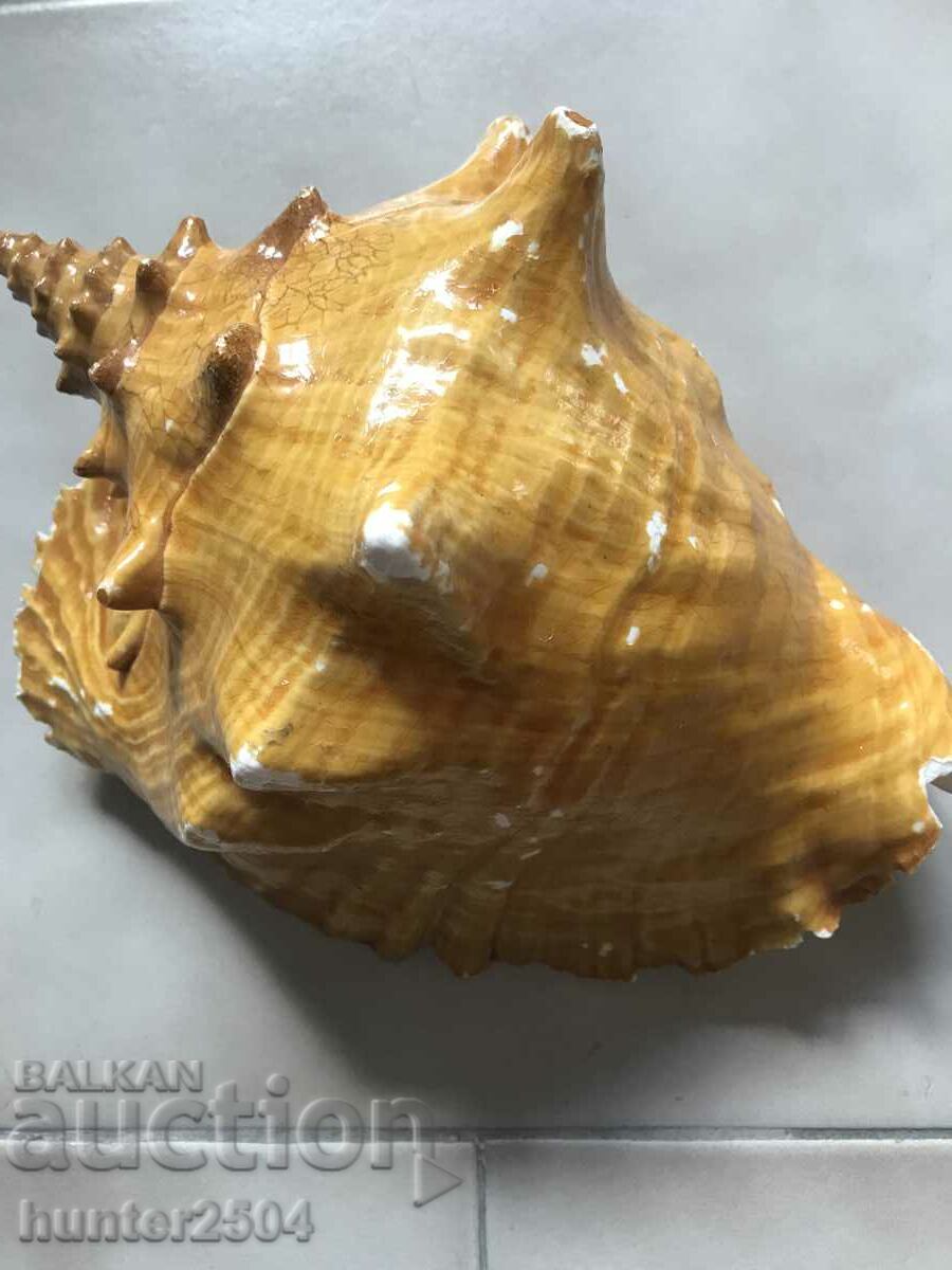 Delivery of Rapan, snail, For collection, aquarium, terrarium .. Delivery of Rapan, snail, For collection, aquarium, terrarium ..