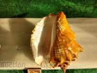 Ραπάν, σαλιγκάρι, Για συλλογή, ενυδρείο, terrarium