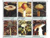Επώνυμες μάρκες Flora Mushrooms 2000 από την Αγκόλα
