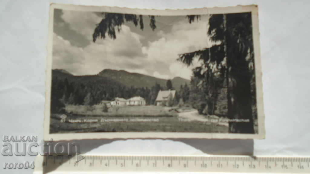 PINE - KORIA - STATE FORESTRY with price 8.99 BGN | € 4.60