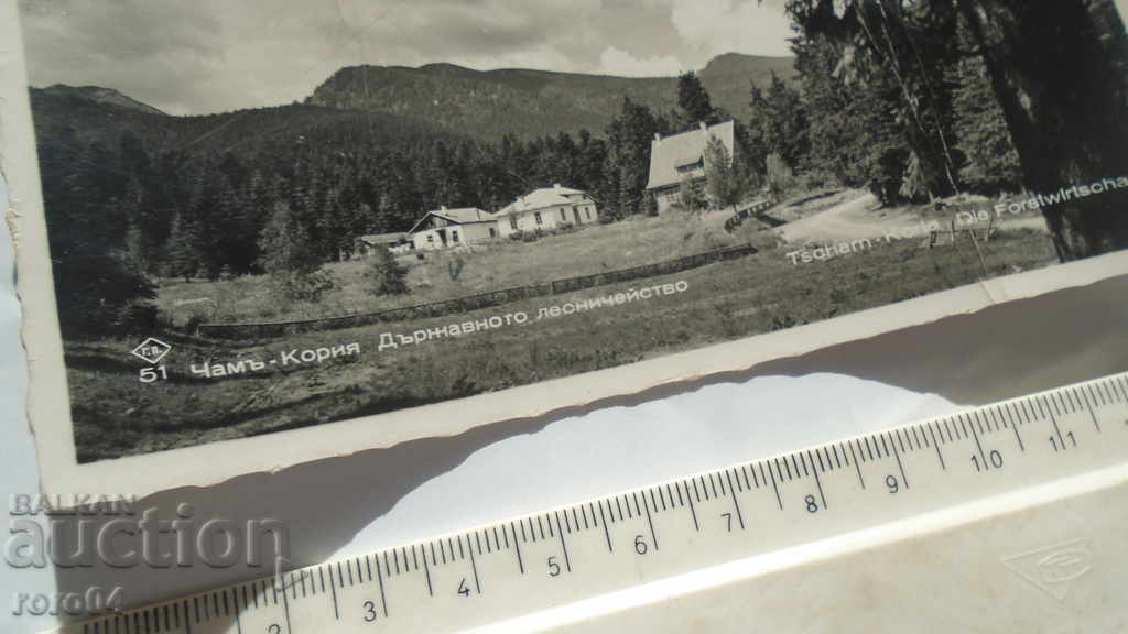 Auction  PINE - KORIA - STATE FORESTRY