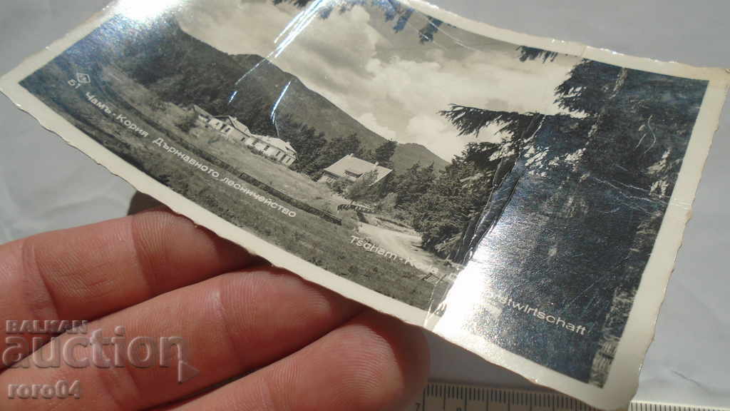 PINE - KORIA - STATE FORESTRY - 6