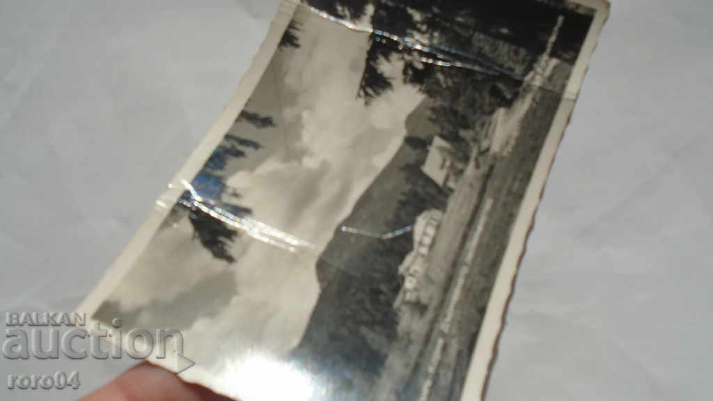 PINE - KORIA - STATE FORESTRY - 7