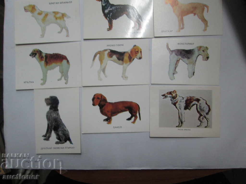 LOT OF 9 CALENDARS THEMES BREEDS OF DOGS with price 20.00 BGN | € 10.23 LOT OF 9 CALENDARS THEMES BREEDS OF DOGS with price 20.00 BGN | € 10.23