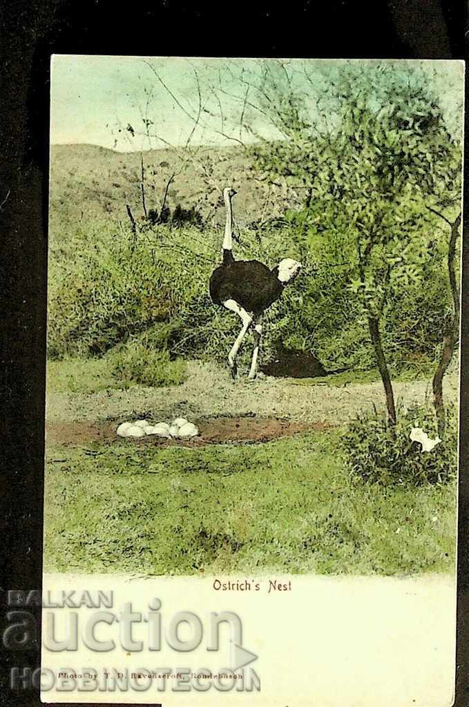 CARTĂ NEUTILIZATĂ - STRAUS - AFRICA DE SUD înainte de 1930