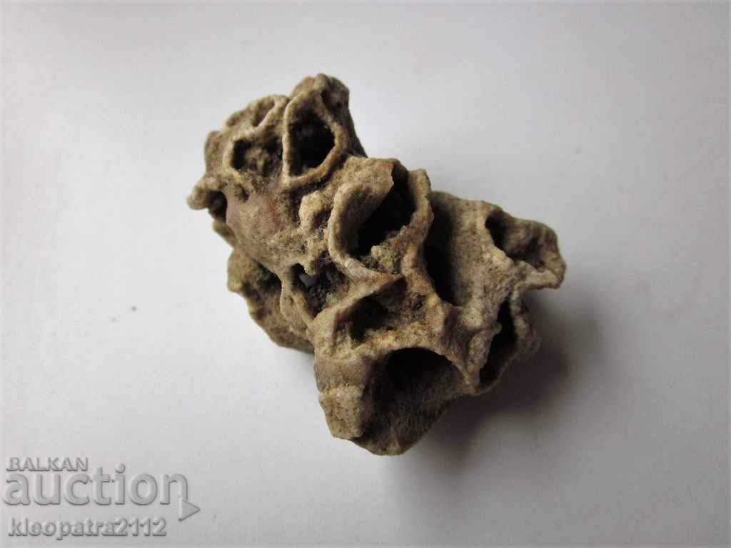 FOSSIL CORAL - VERY RARE AND BEAUTIFUL. with price 10.00 BGN | € 5.11 FOSSIL CORAL - VERY RARE AND BEAUTIFUL. with price 10.00 BGN | € 5.11
