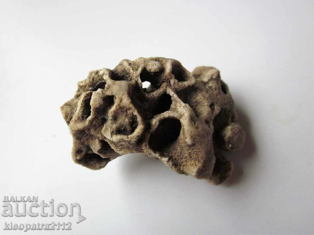 Auction FOSSIL CORAL - VERY RARE AND BEAUTIFUL. Auction FOSSIL CORAL - VERY RARE AND BEAUTIFUL.