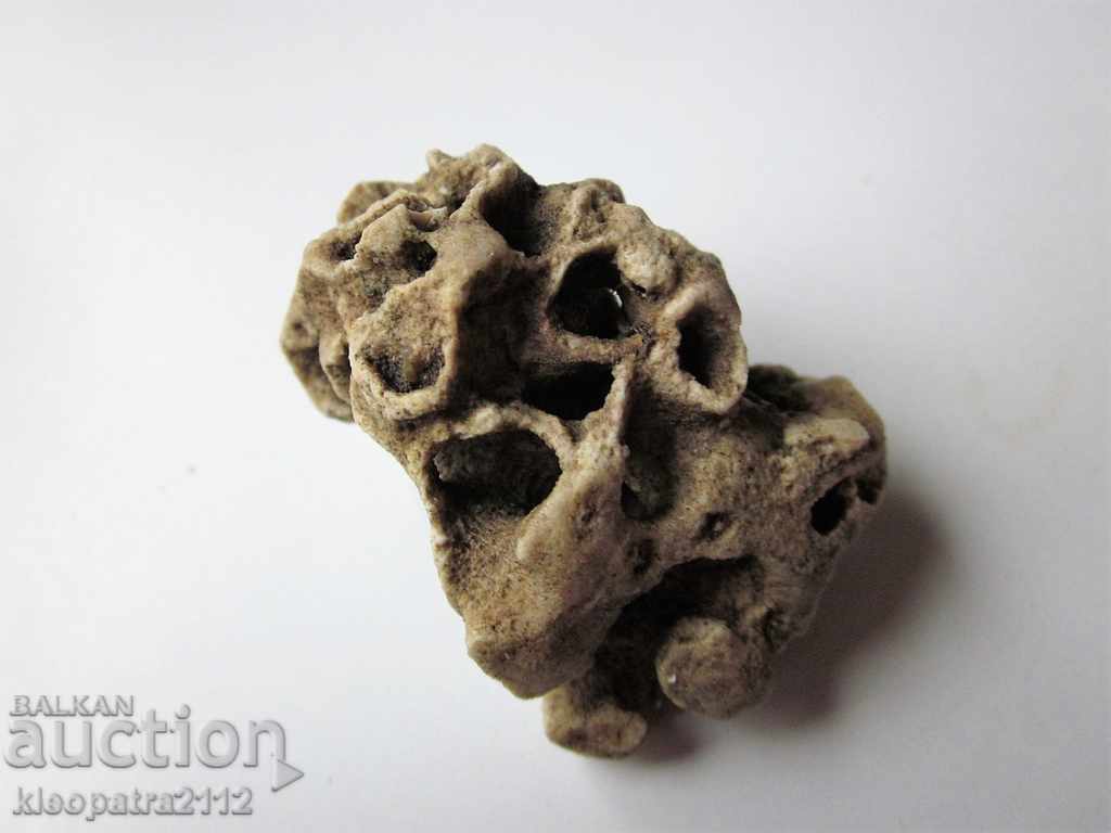 Delivery of FOSSIL CORAL - VERY RARE AND BEAUTIFUL. Delivery of FOSSIL CORAL - VERY RARE AND BEAUTIFUL.