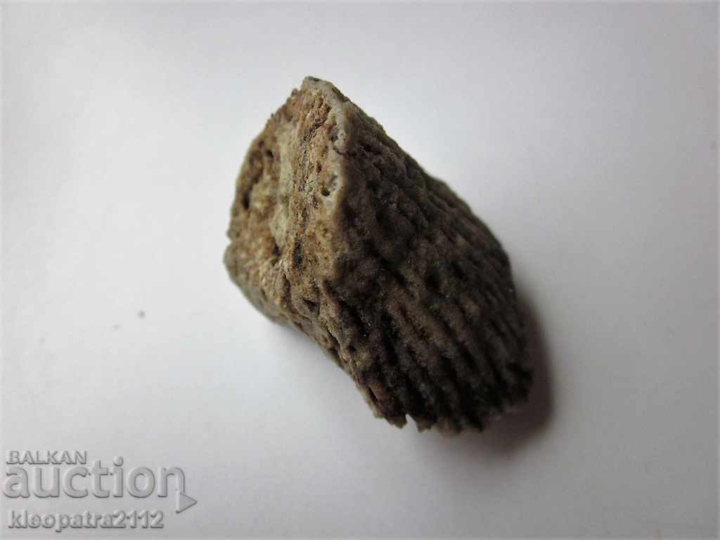 FOSSIL CORAL - VERY RARE AND BEAUTIFUL. with price 10.00 BGN | € 5.11 FOSSIL CORAL - VERY RARE AND BEAUTIFUL. with price 10.00 BGN | € 5.11