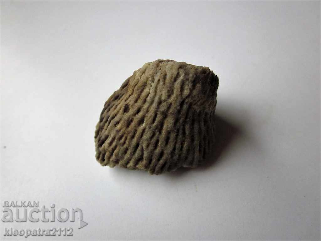 Auction FOSSIL CORAL - VERY RARE AND BEAUTIFUL. Auction FOSSIL CORAL - VERY RARE AND BEAUTIFUL.