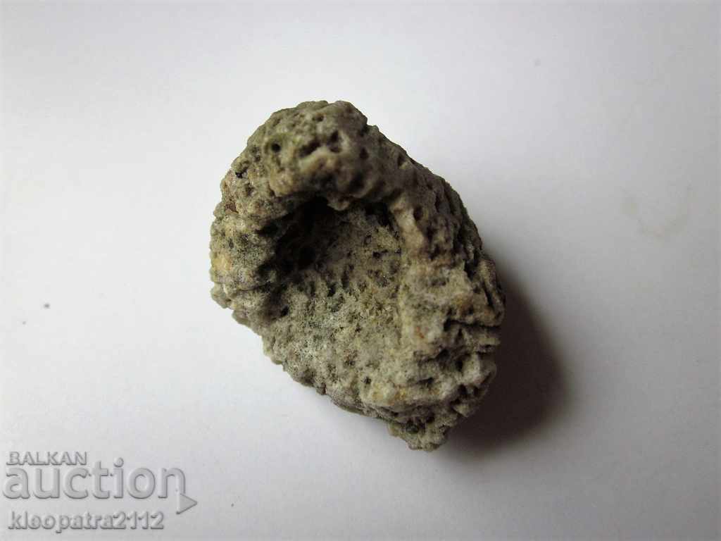 Delivery of FOSSIL CORAL - VERY RARE AND BEAUTIFUL. Delivery of FOSSIL CORAL - VERY RARE AND BEAUTIFUL.