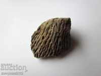 FOSSIL CORAL - VERY RARE AND BEAUTIFUL.