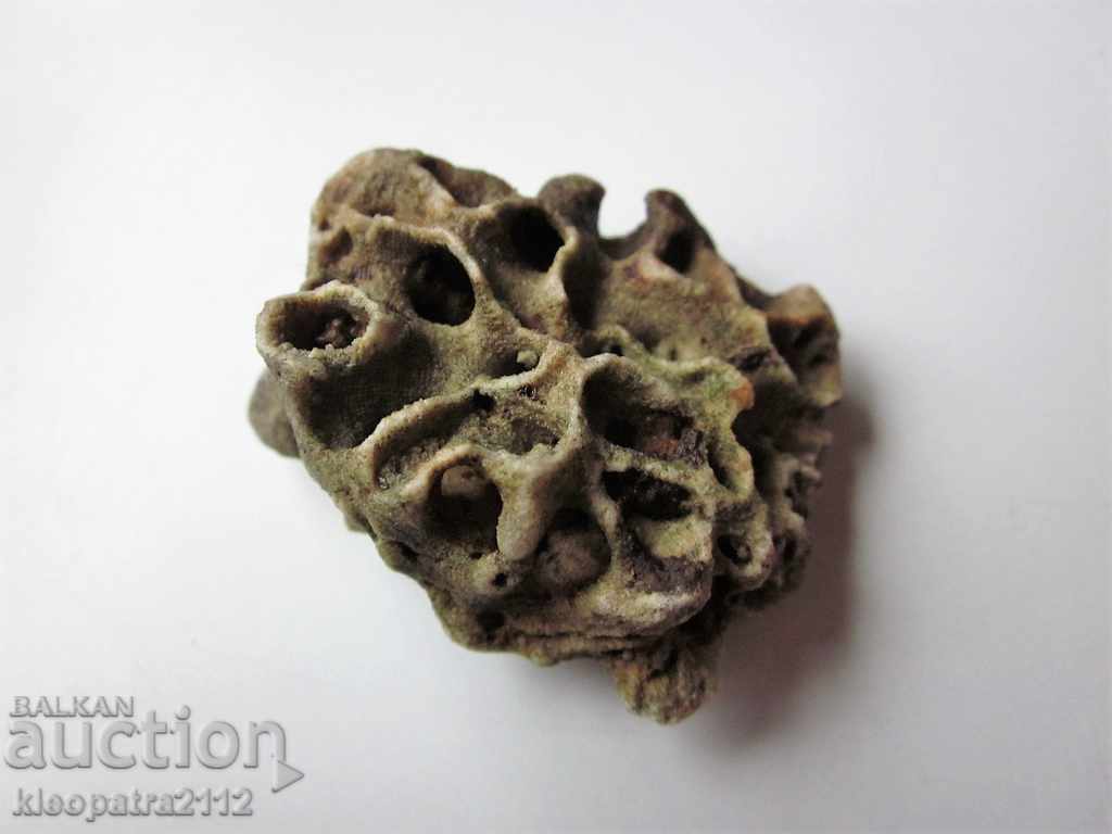 Auction FOSSIL CORAL - VERY RARE AND BEAUTIFUL. Auction FOSSIL CORAL - VERY RARE AND BEAUTIFUL.
