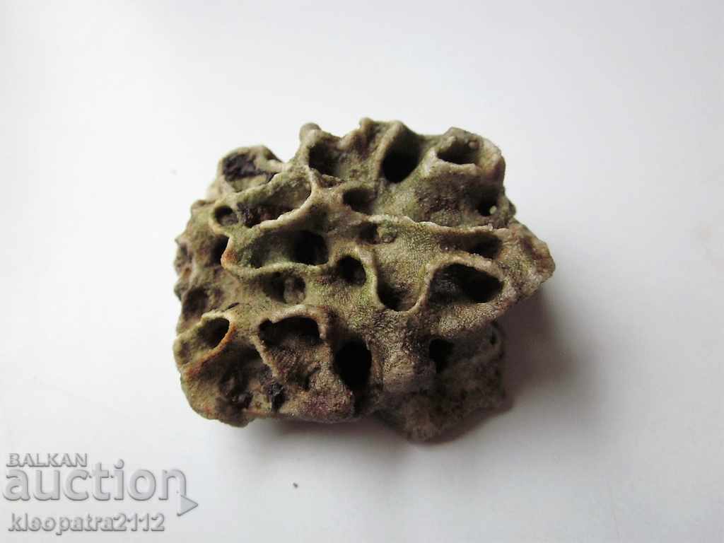 FOSSIL CORAL - VERY RARE AND BEAUTIFUL.