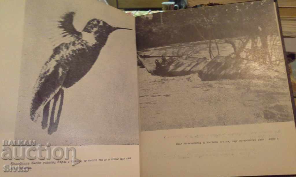 Δημοπρασία Τα ψάρια τραγουδούν στο Ukayali Δημοπρασία Τα ψάρια τραγουδούν στο Ukayali