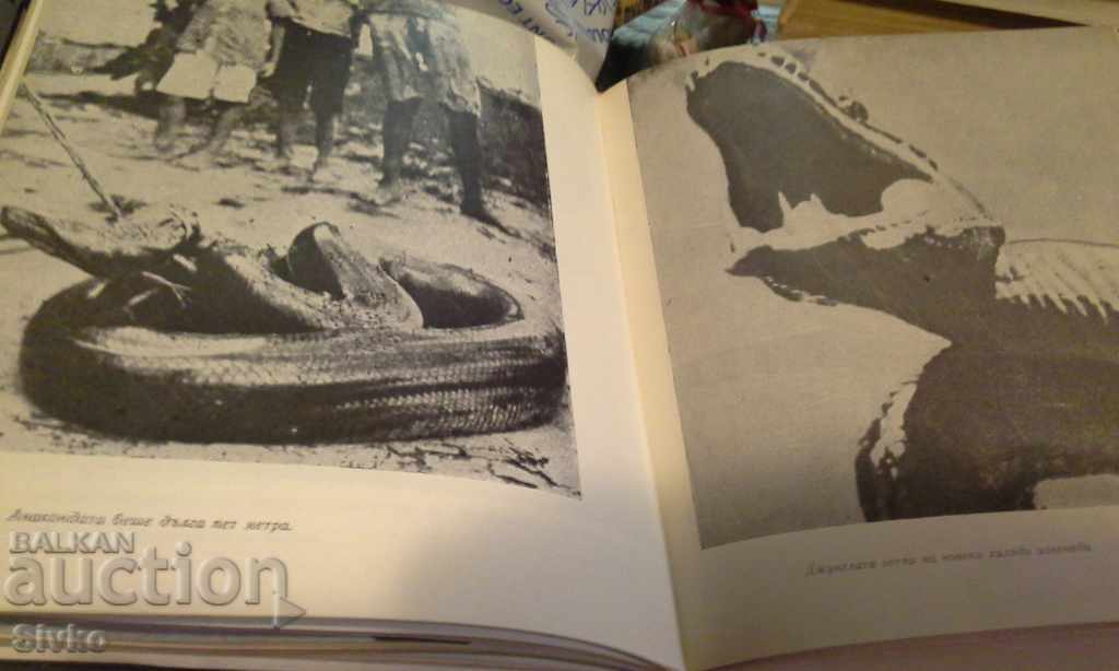 Παράδοση Τα ψάρια τραγουδούν στο Ukayali Παράδοση Τα ψάρια τραγουδούν στο Ukayali