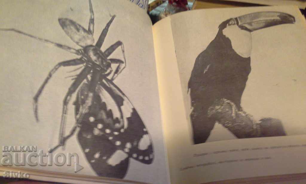 Τα ψάρια τραγουδούν στο Ukayali - 5 Τα ψάρια τραγουδούν στο Ukayali - 5