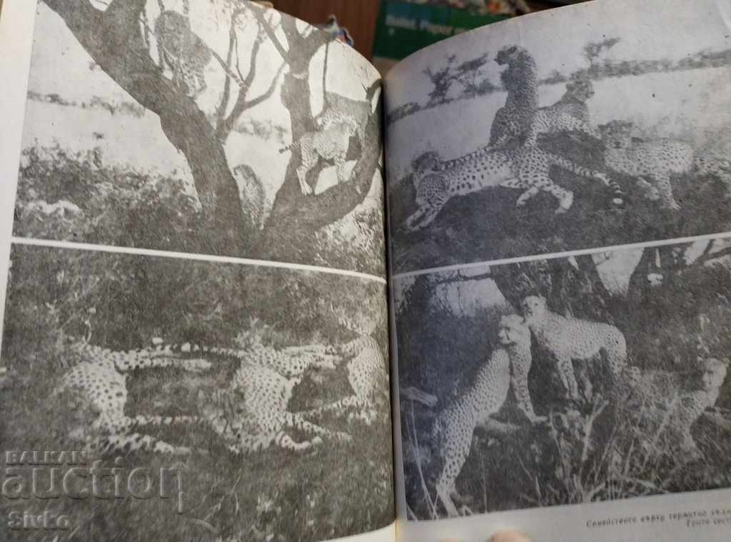 The Spotted Sphinx with price 0.99 BGN | € 0.51