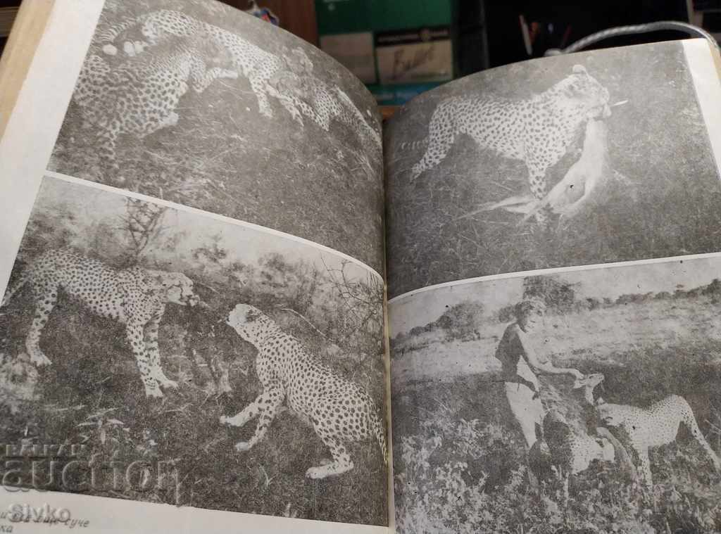 Auction  The Spotted Sphinx