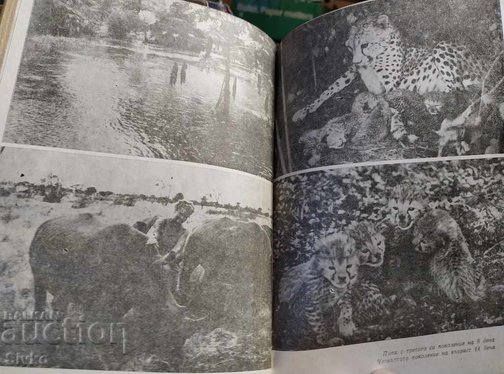 Livrarea Sfinxul pătat Livrarea Sfinxul pătat