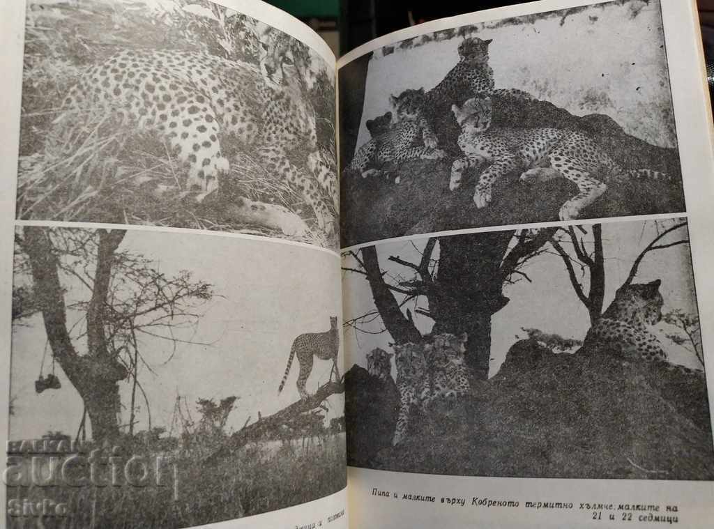 The Spotted Sphinx - 5