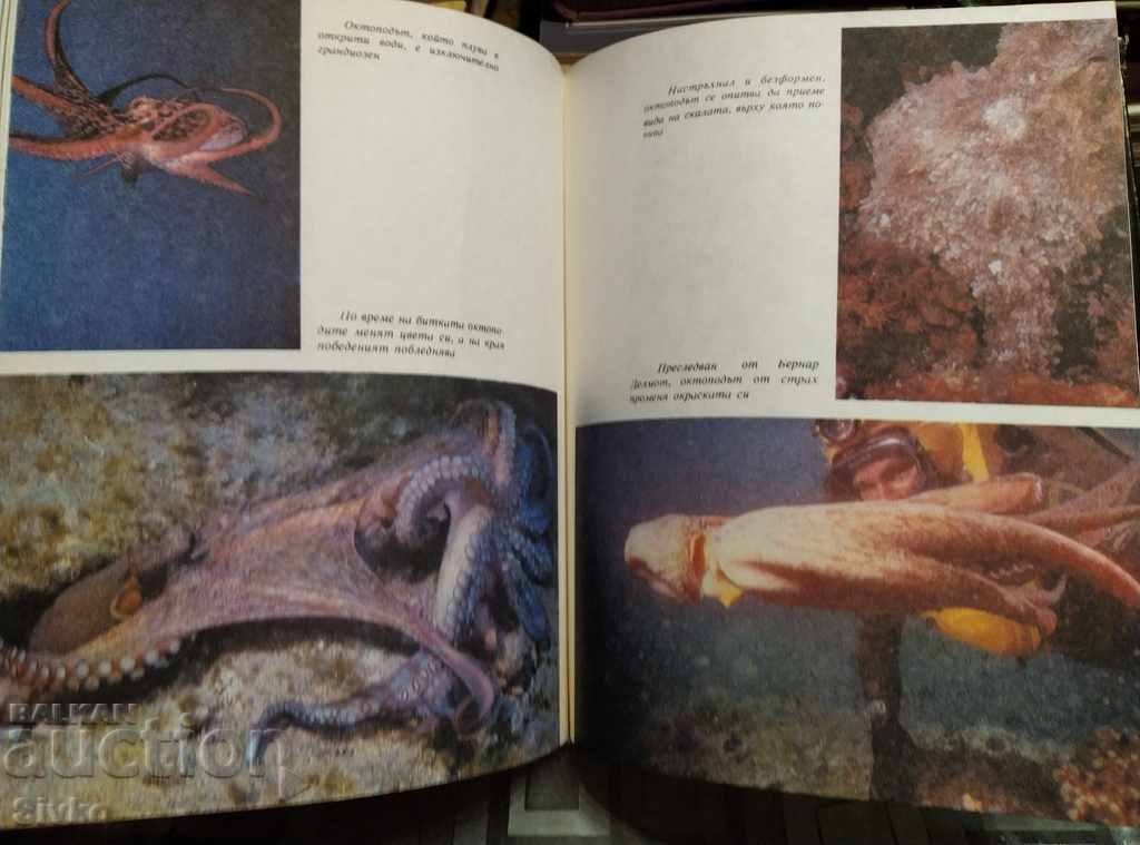Octopus Jacques-Yves Cousteau first edition - 6 Octopus Jacques-Yves Cousteau first edition - 6