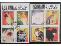 Ras Al Khaimah - Οικόσιτες γάτες