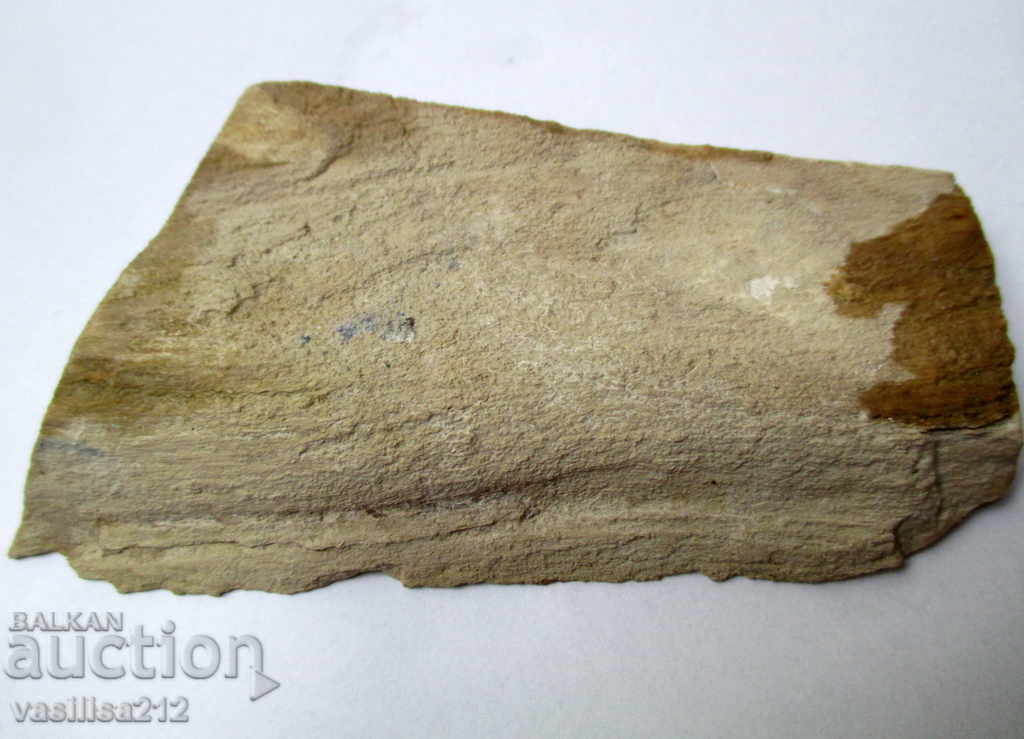 Аукцион Вкаменено дърво,срез