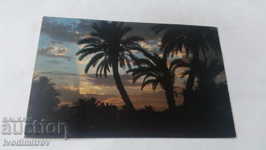 Postcard Coucher de Soleil 1970