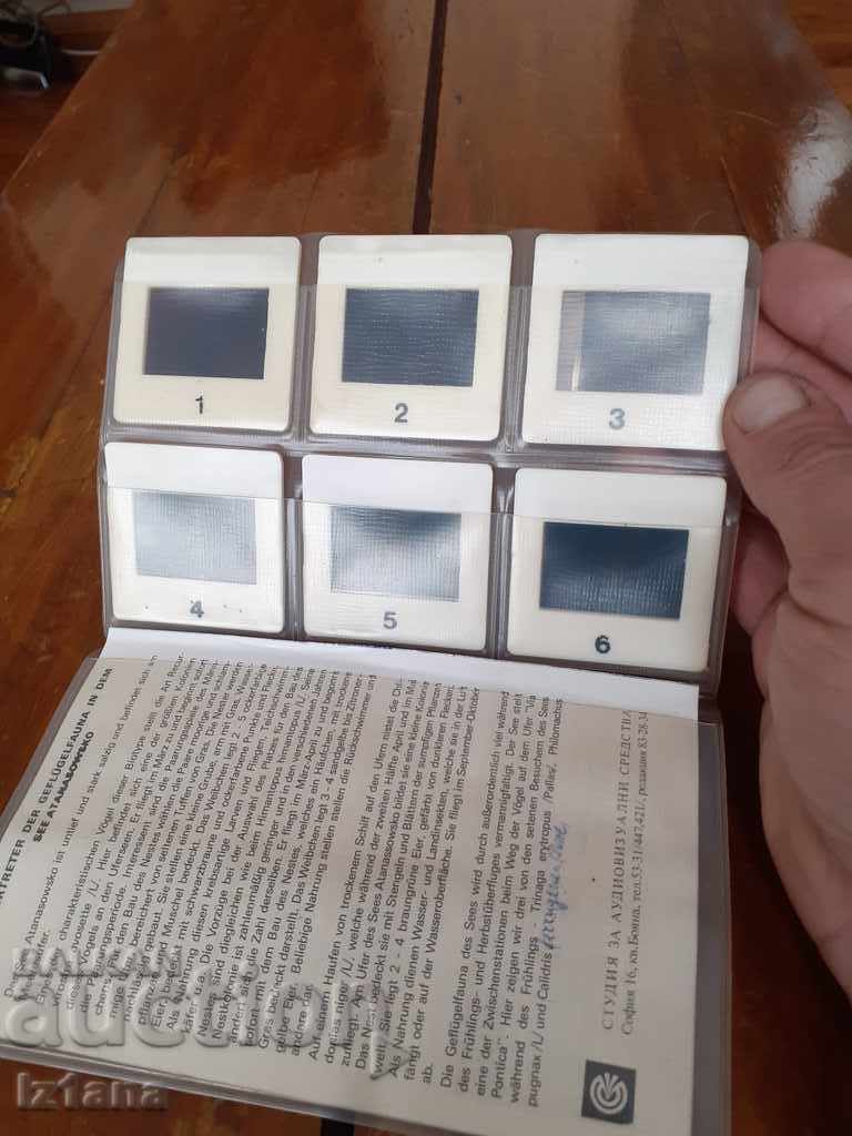 Delivery of Old slides Atanasovsko Lake, Bird Fauna Delivery of Old slides Atanasovsko Lake, Bird Fauna