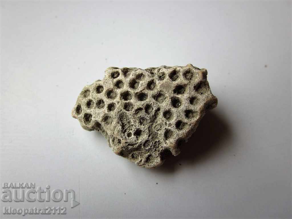 FOSSIL CORAL - VERY RARE AND BEAUTIFUL.