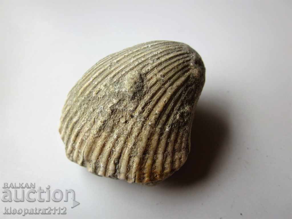 FOSSIL - VERY RARE AND BEAUTIFUL. with price 10.00 BGN | € 5.11 FOSSIL - VERY RARE AND BEAUTIFUL. with price 10.00 BGN | € 5.11