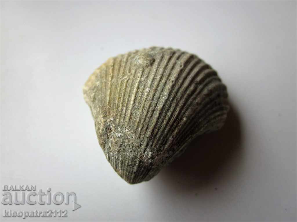 Auction FOSSIL - VERY RARE AND BEAUTIFUL. Auction FOSSIL - VERY RARE AND BEAUTIFUL.